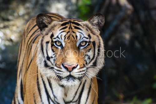 The big Bengal tiger 