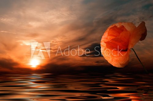 The flower on background of the sunset. The abstraction. 
