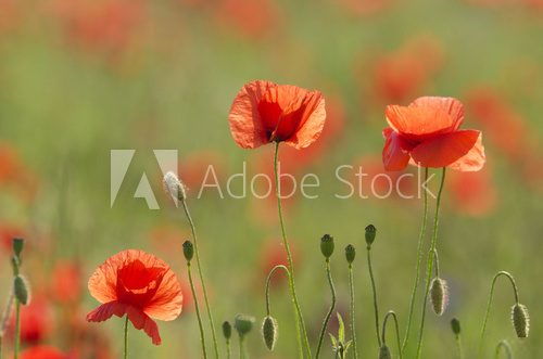the poppies field