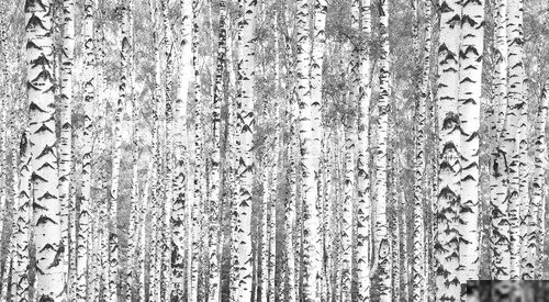 Trunks birch trees black and white 