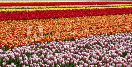 Tulip culture, Netherlands