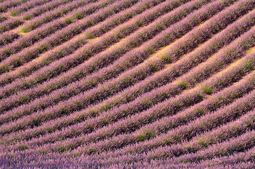 valensole provenza francia campi di lavanda fiorita 