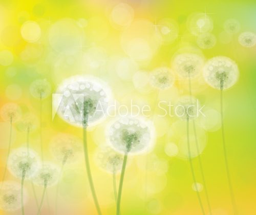 Vector spring background with white dandelions. 