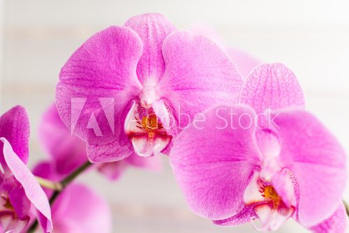 violet orchid flower 