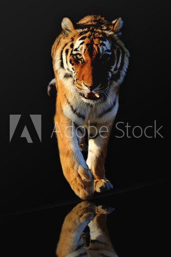Walking tiger 