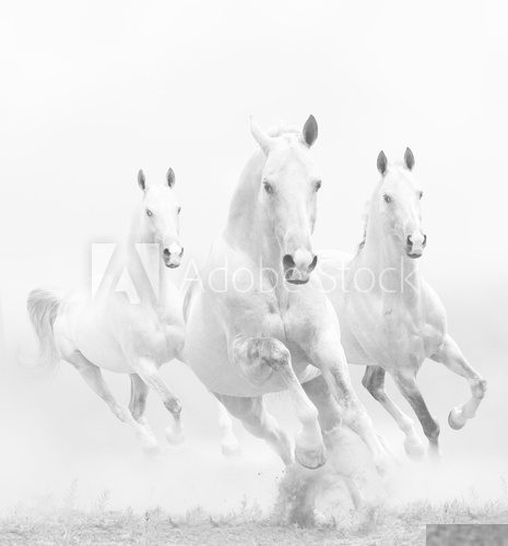 Weiß im Weiß - Rasende Pferde