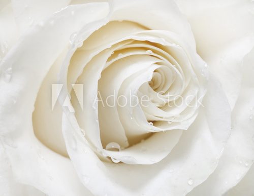 Weiße Rose für Wohnzimmer 