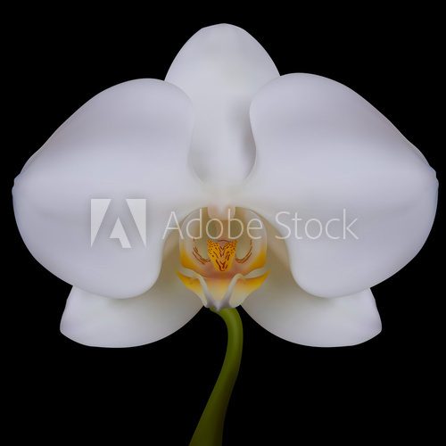 White flower of Orchid. Vector illustration. Isolated black 