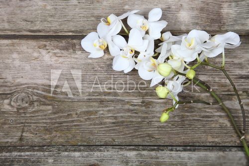 White orchid(Phalaenopsis) 