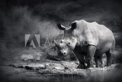 White Rhinoceros 