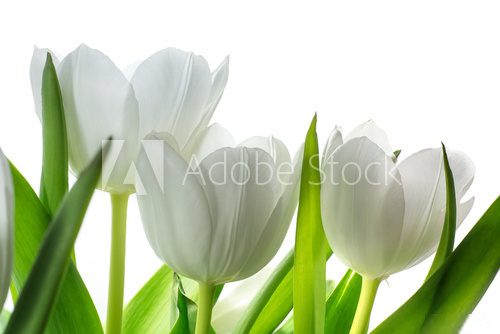 white tulip flowers isolated on white 