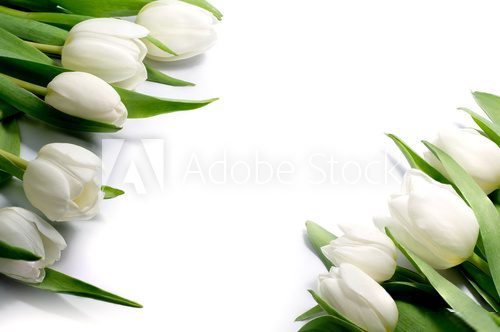 white tulips in two corners, isolated on white background 