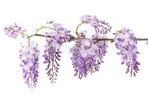 wisteria branch flowers isolated on white 