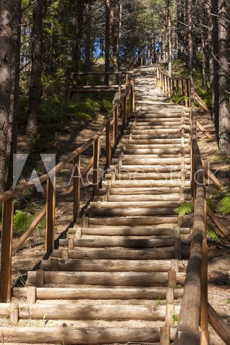 Wooden stairs in forest 