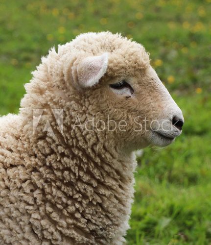 Wooly Sheep 