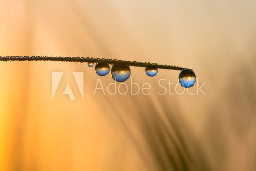 world reflection in dew drops 