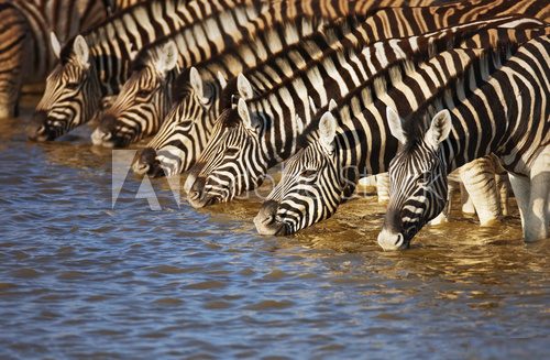Zebras drinking 