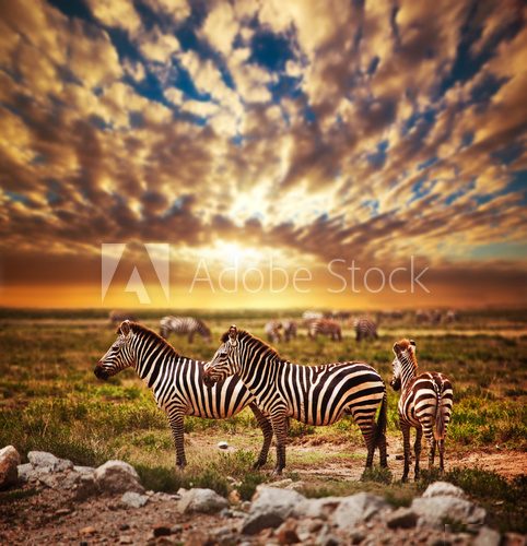 Zebras herd on African savanna at sunset. Safari in Serengeti 