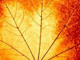 Autumnal background - macro of a colorful maple leaf