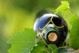 Bottle of wine between grapevine leves