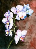 Orchidea malowana akwarelą