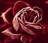 Red Rose under hoar-frost 