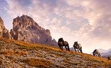 Beautiful horses in the Dolomites 