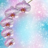 Beautiful pink orchid branch on an abstract background of a deli 