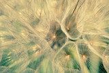 closeup of dandelion