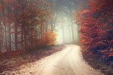 Dreamy forest road 