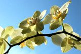 Fine branch of a blossoming yellow orchid 