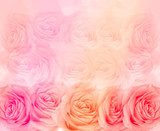 Flower rose background