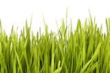 Grass silhouette 