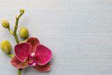 Orchid background. 