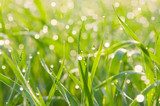 Patches of light from dew on a grass 