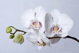  phalenopsis orchid, on grey background 