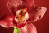 pink orchid flower close-up 