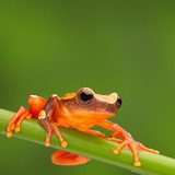 red tree frog climbing 