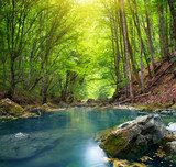 River in mountain forest. 