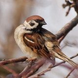 Sparrow on branch, tree sparrow, passer montanus 