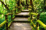 Spaziergang im grünen Dschungel  