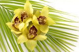 Tropical spa -yellow orchid on palm leaf