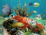 Underwater life of a coral reef 