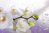 white beautiful orchid with drops on purple background 