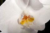 White orchid isolated on black 