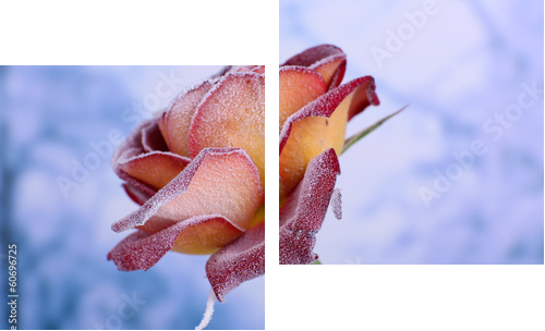 Rose covered with hoarfrost close up  - Zweiteiliges Leinwandbild, Diptychon