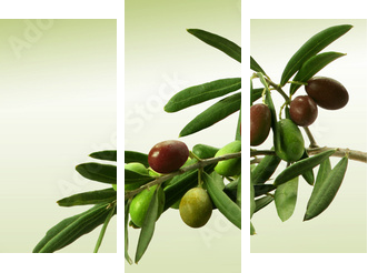 Zielona gałązka oliwna
 - Dreiteiliges Leinwandbild, Triptychon