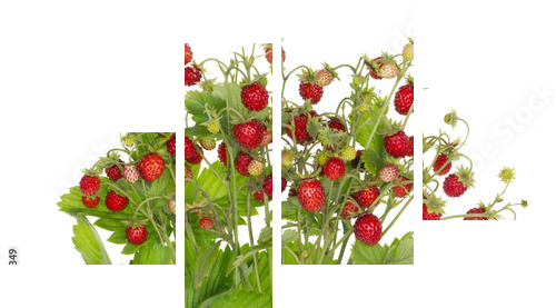 Ideal  strawberries isolated - Vierteiliges Leinwandbild, Viertychon
