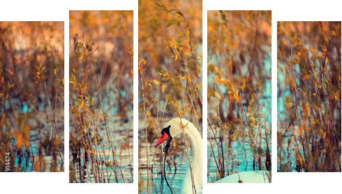 swan swimming in the lake - Fünfteiliges Leinwandbild, Pentaptychon