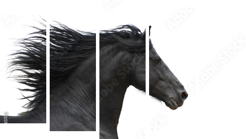 Portrait of galloping frisian horse on white background - Fünfteiliges Leinwandbild, Pentaptychon